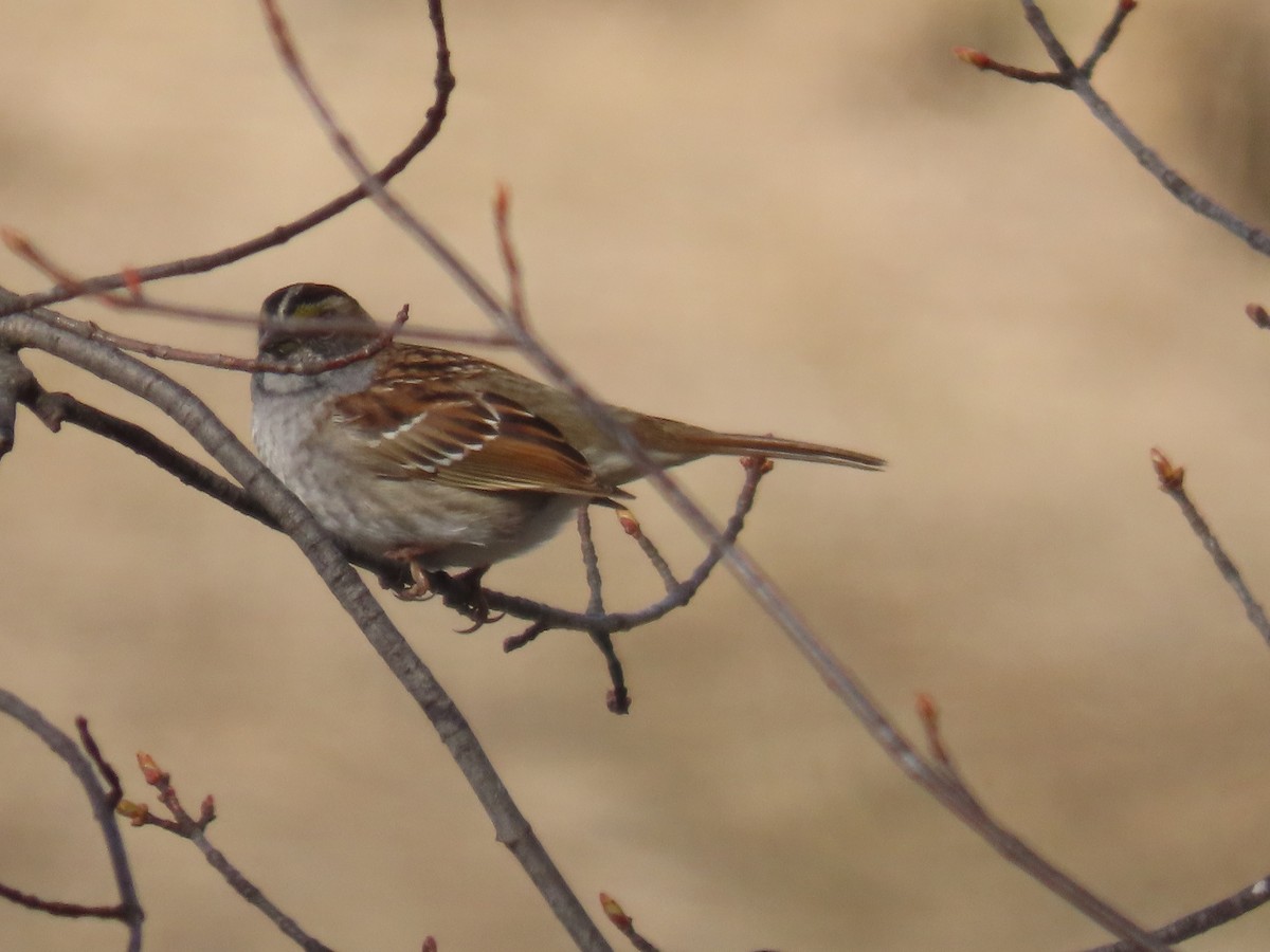 White-throated Sparrow - ML444640761