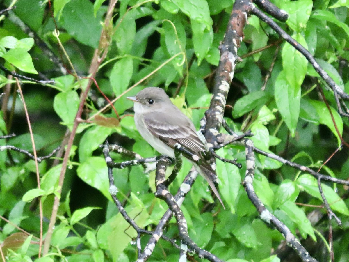 Eastern Wood-Pewee - ML444641201