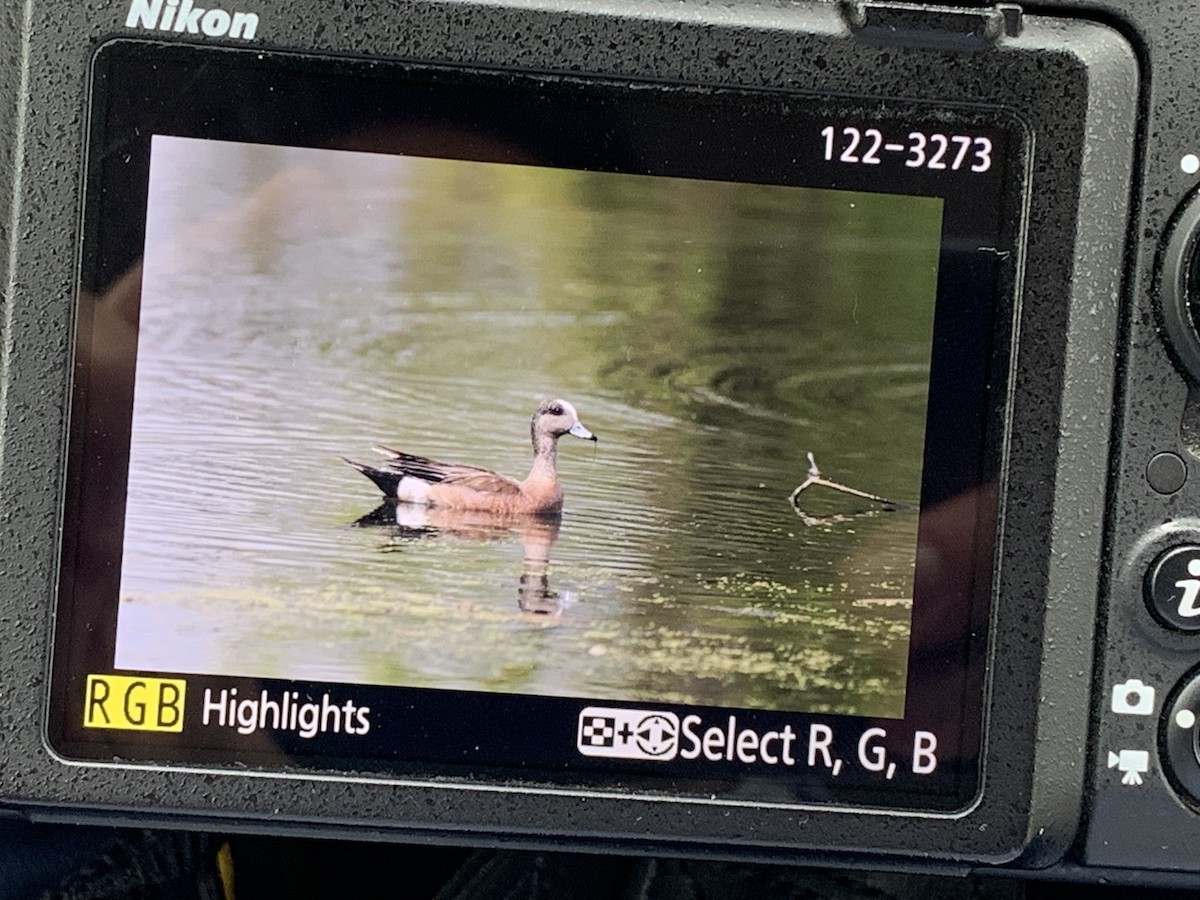 American Wigeon - ML444641891