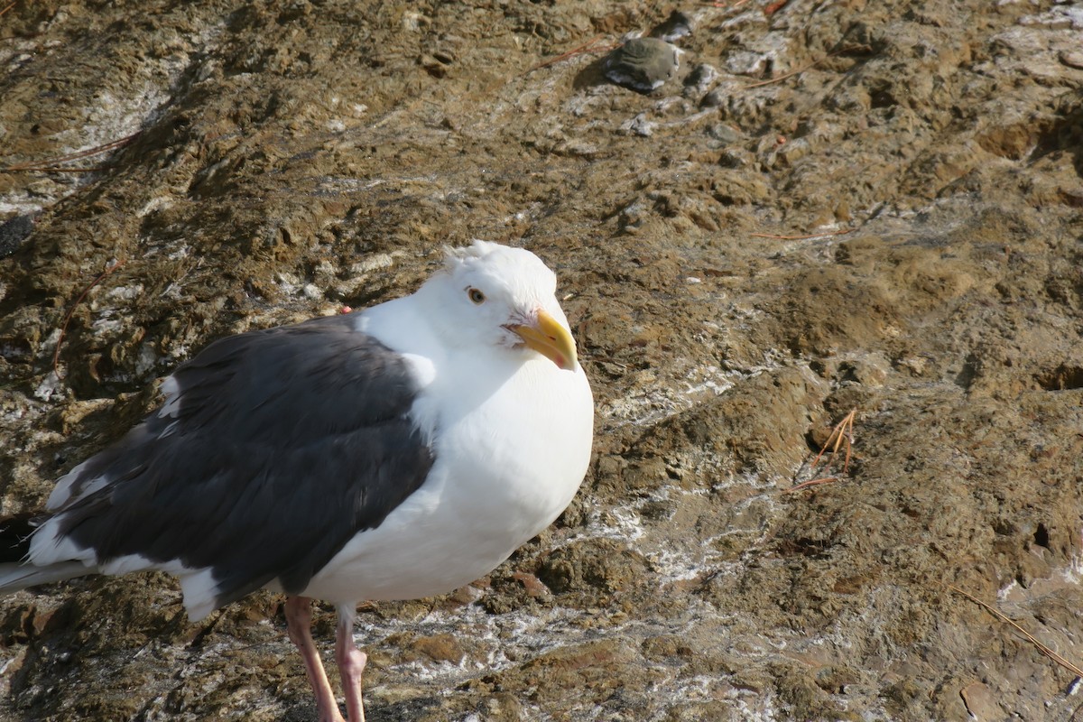 Western Gull - ML444642151