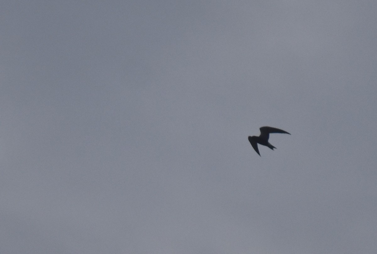 Black Tern - ML444642241