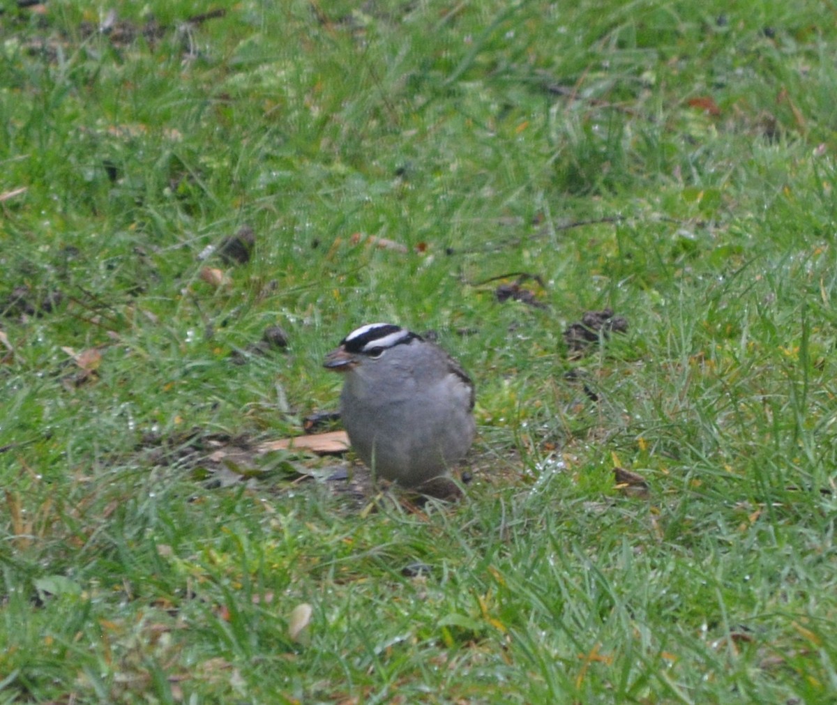 White-crowned Sparrow - ML444642391