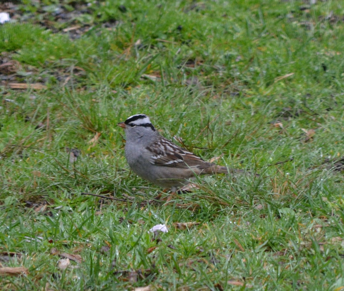 White-crowned Sparrow - ML444642401