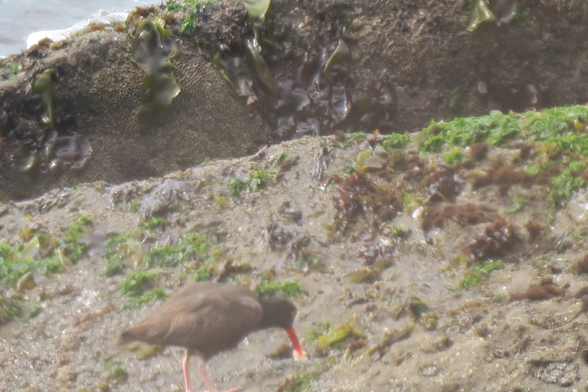 Black Oystercatcher - Douglas Brown