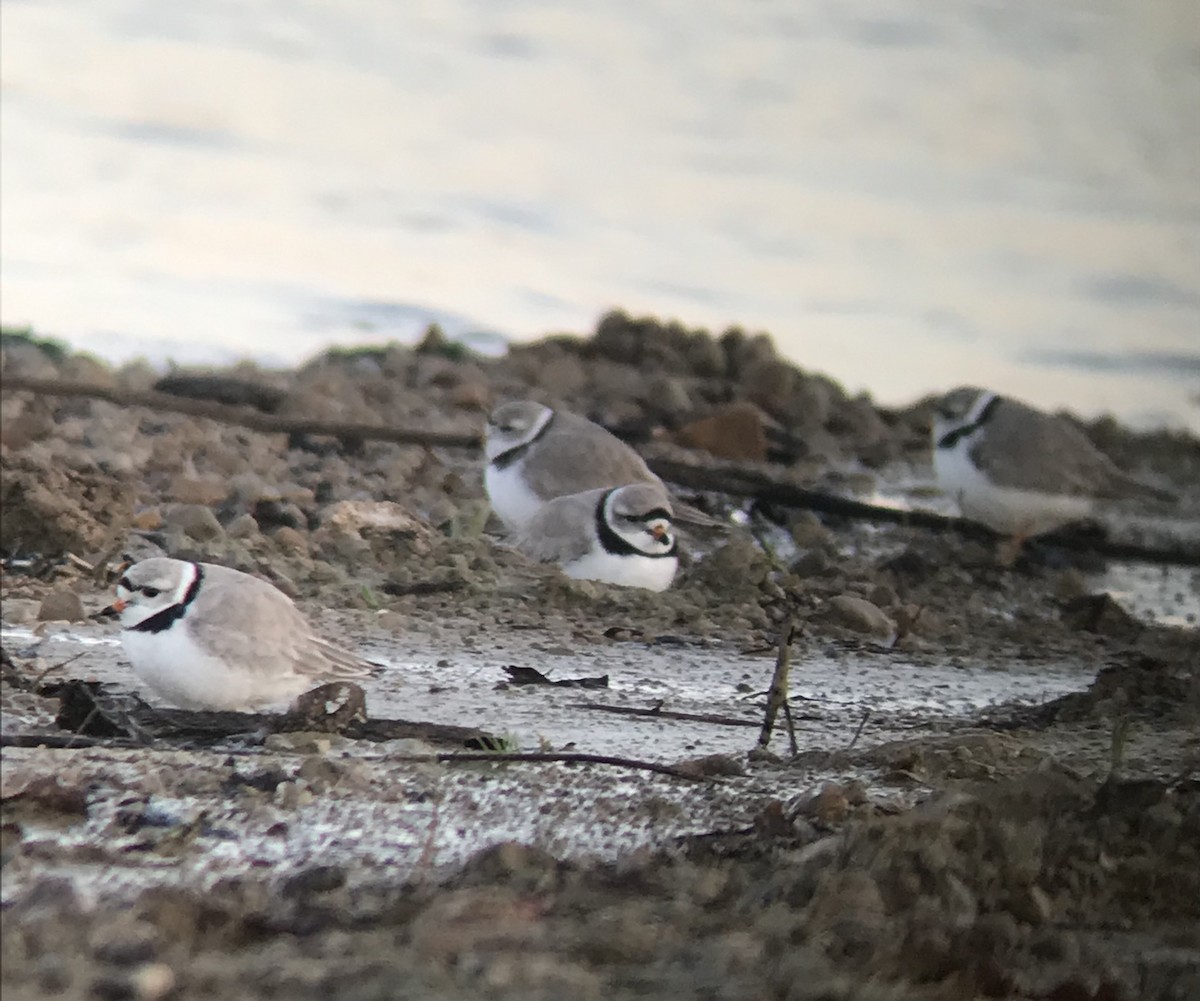 Piping Plover - Alex Harman