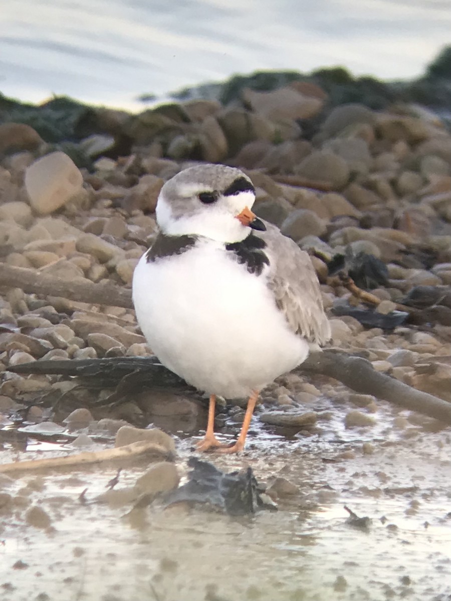 Piping Plover - Alex Harman