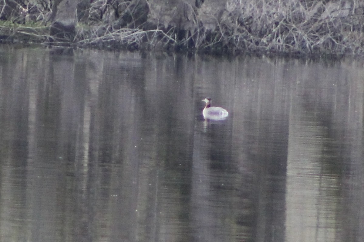 Red-necked Grebe - ML444645061