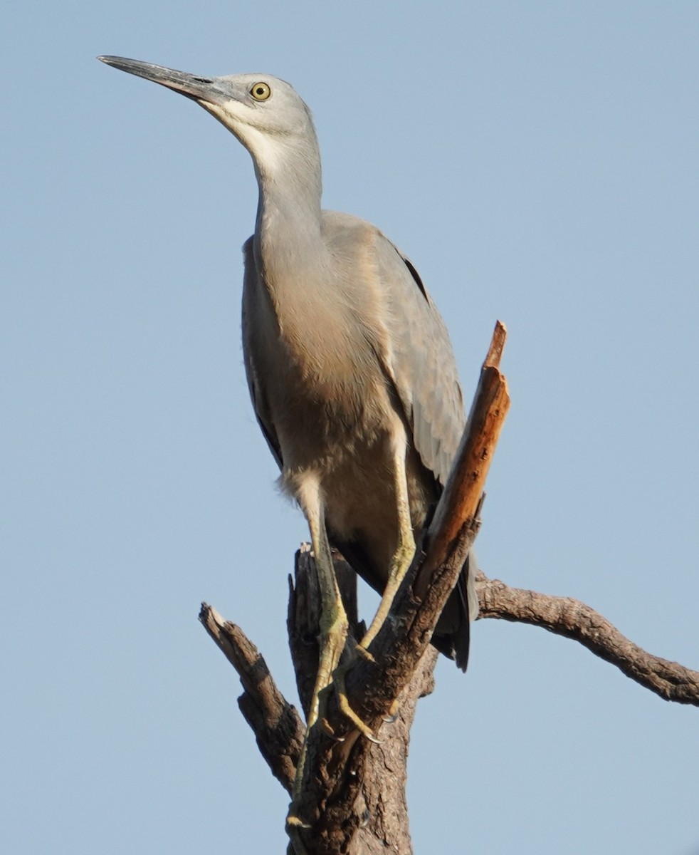 White-faced Heron - ML444647011