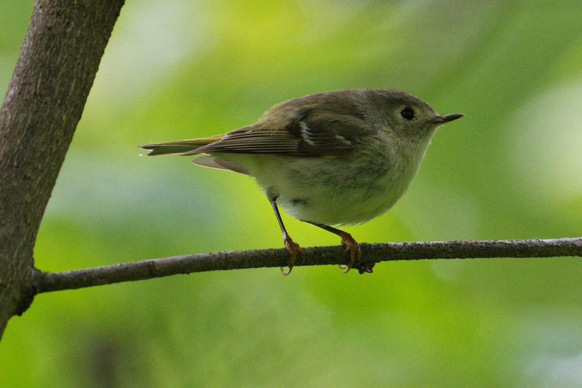 Ruby-crowned Kinglet - Jan  Kool