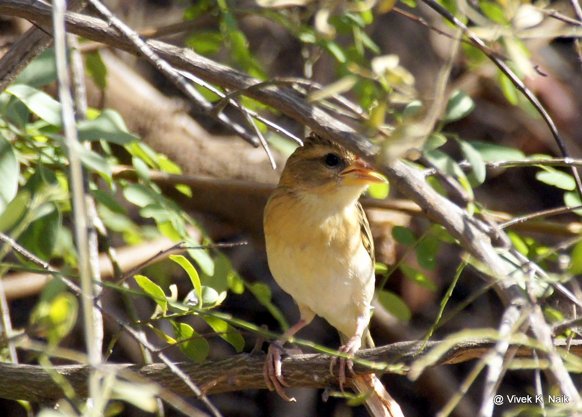 Baya Weaver - VIVEK K. NAIK