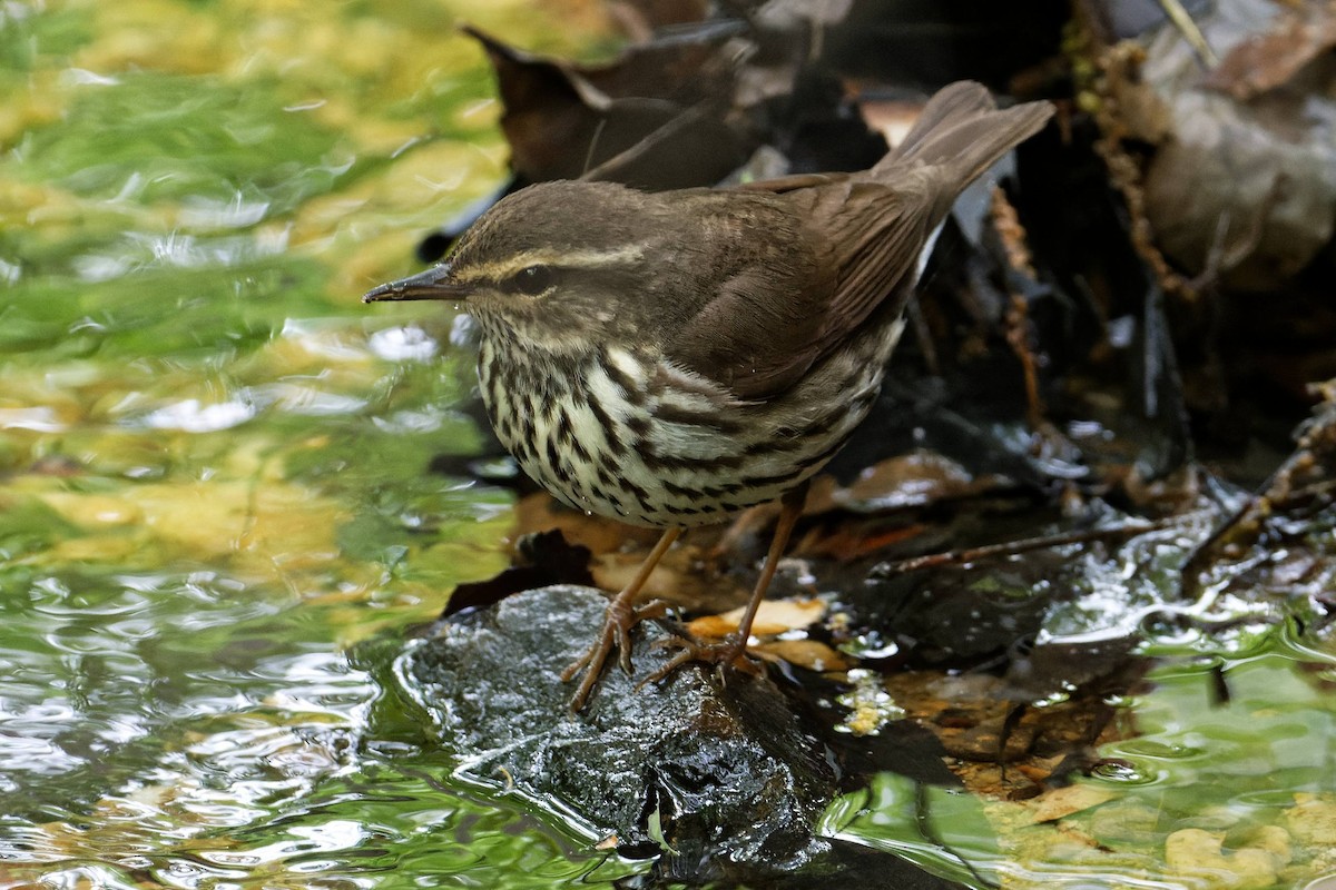 Northern Waterthrush - ML444648211