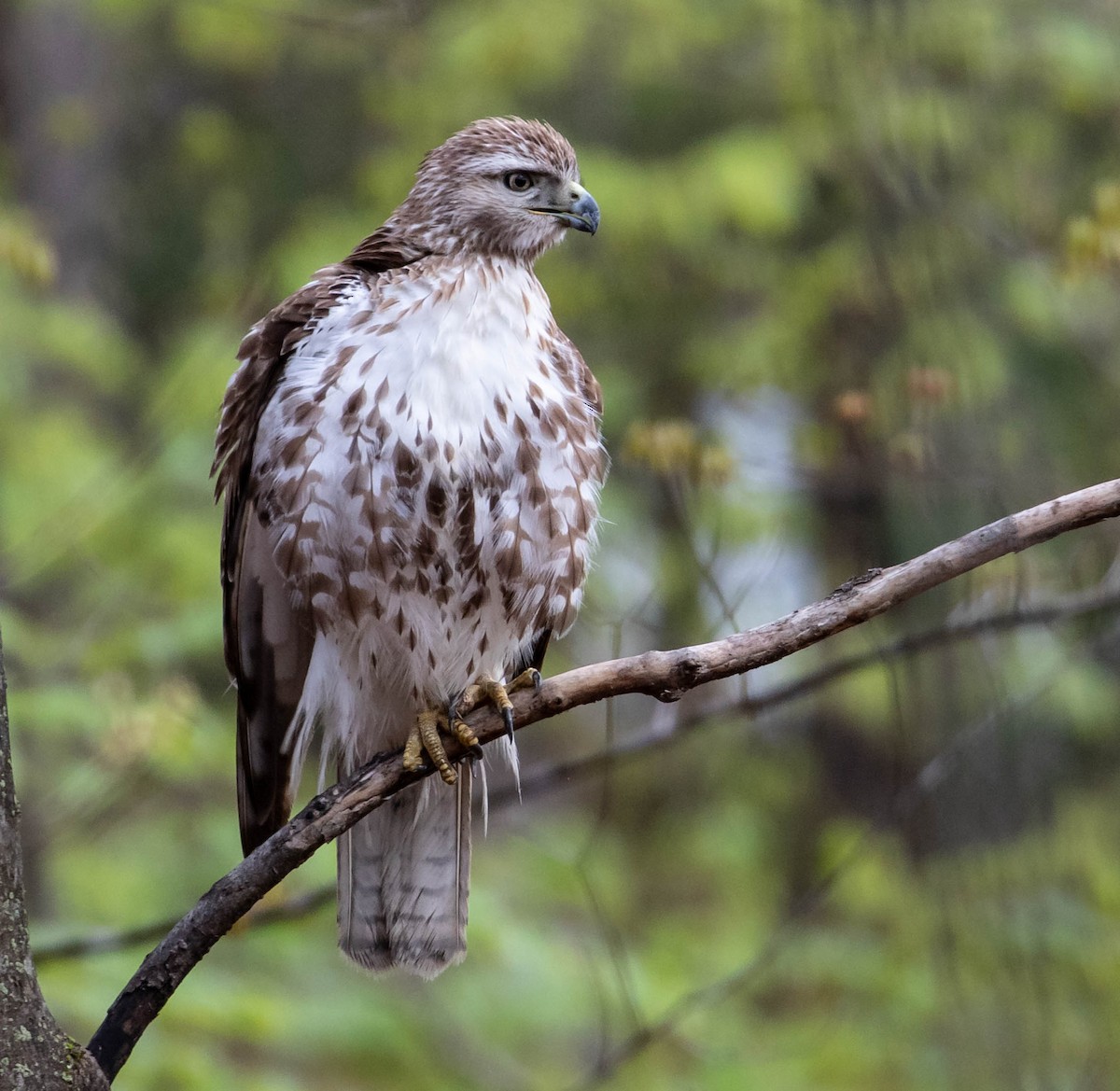 Red-tailed Hawk (borealis) - ML444650801