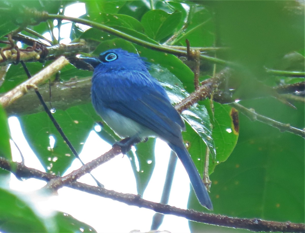 Short-crested Monarch - ML444651231