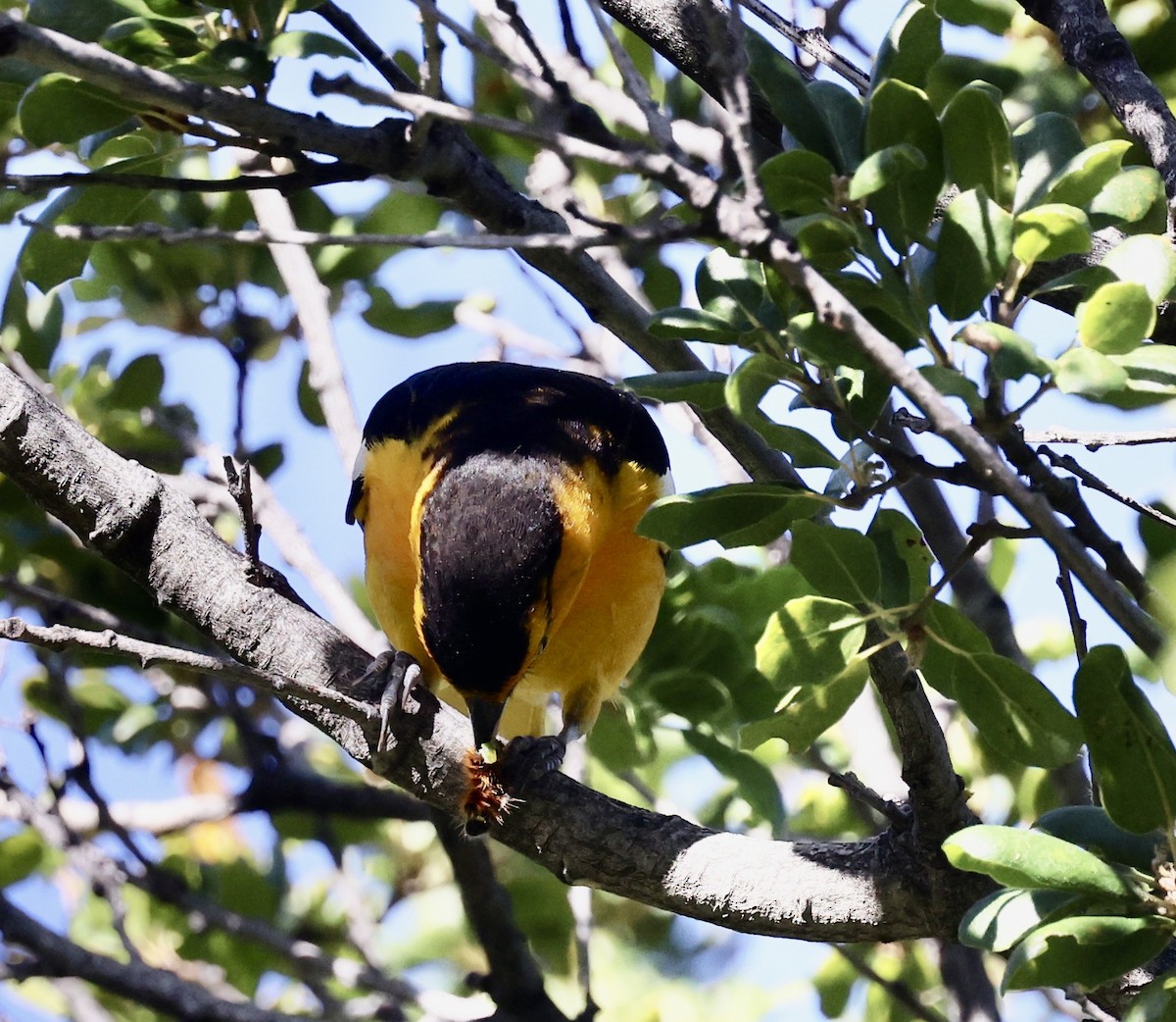 Bullock's Oriole - Carolyn Thiele