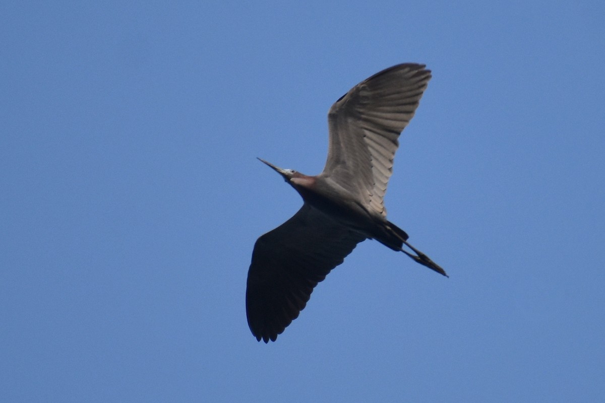 Little Blue Heron - Claire H