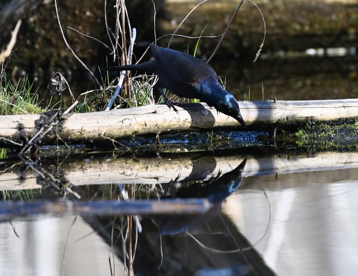 Common Grackle - ML444656151