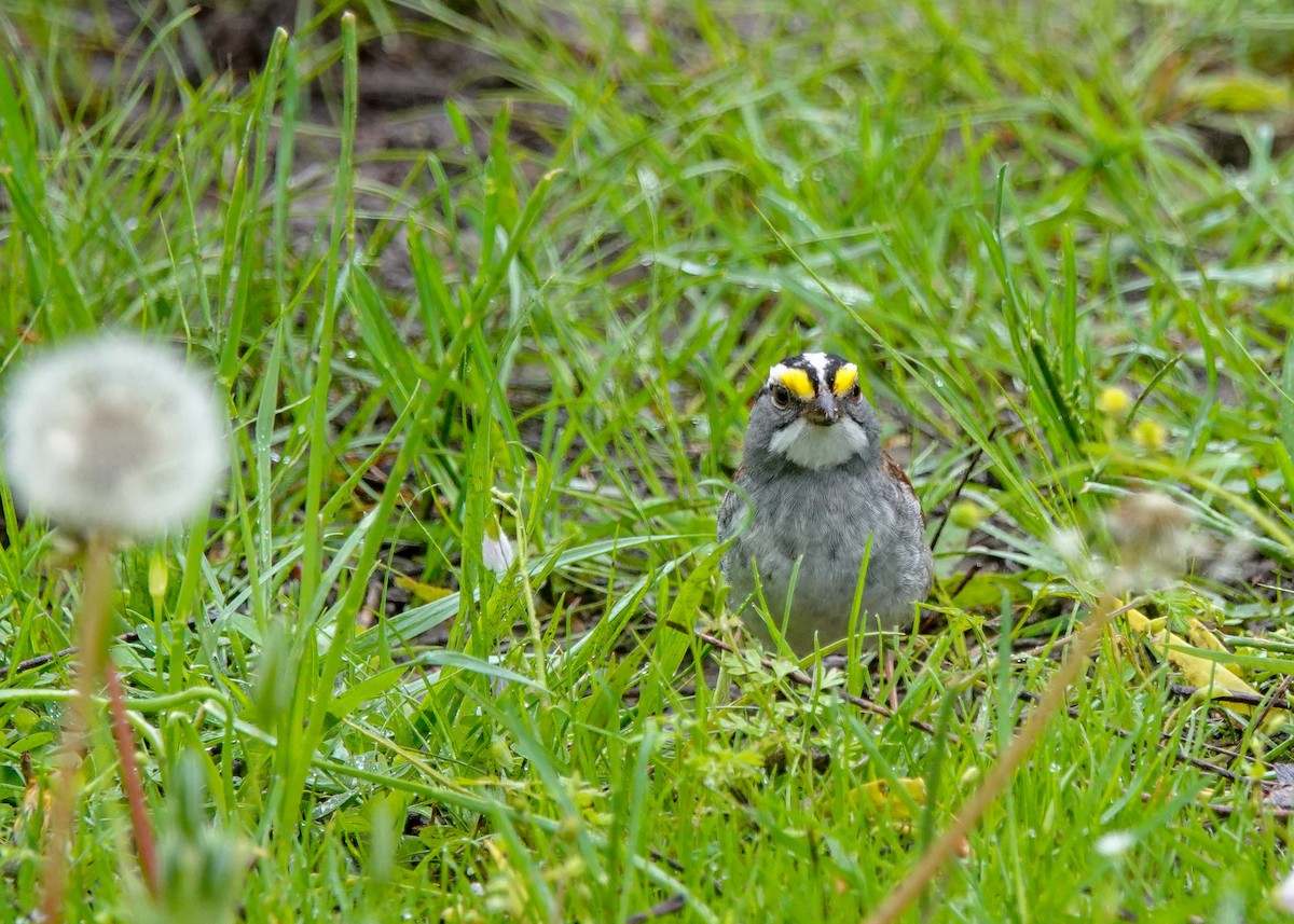 White-throated Sparrow - ML444657481