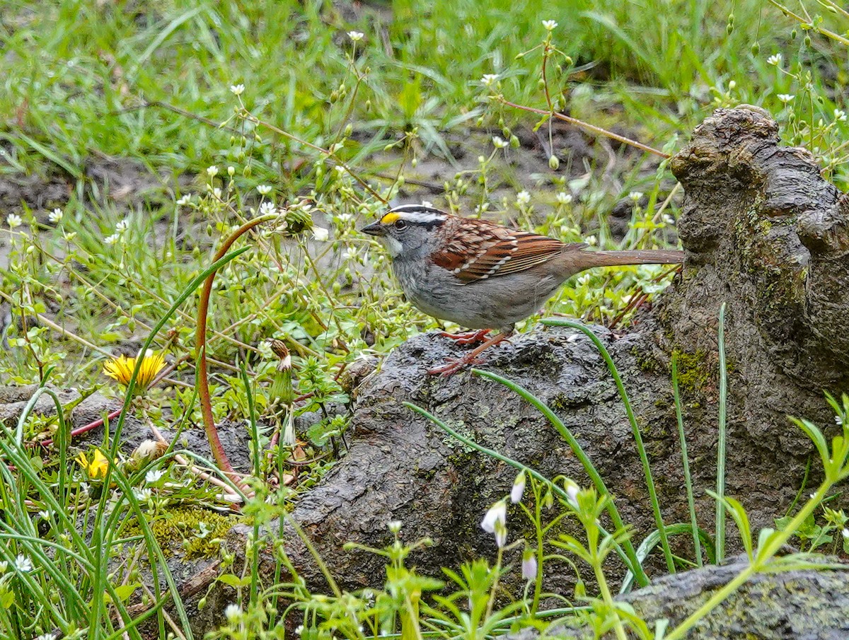 White-throated Sparrow - ML444657671