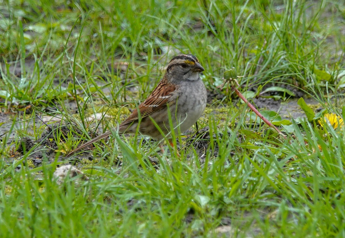White-throated Sparrow - ML444657921