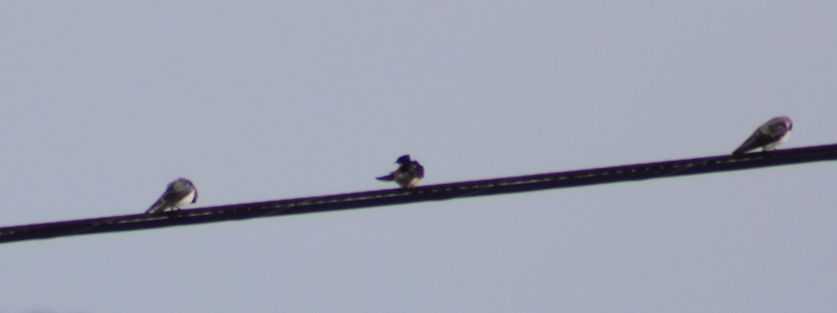 Golondrina Bicolor - ML444658251