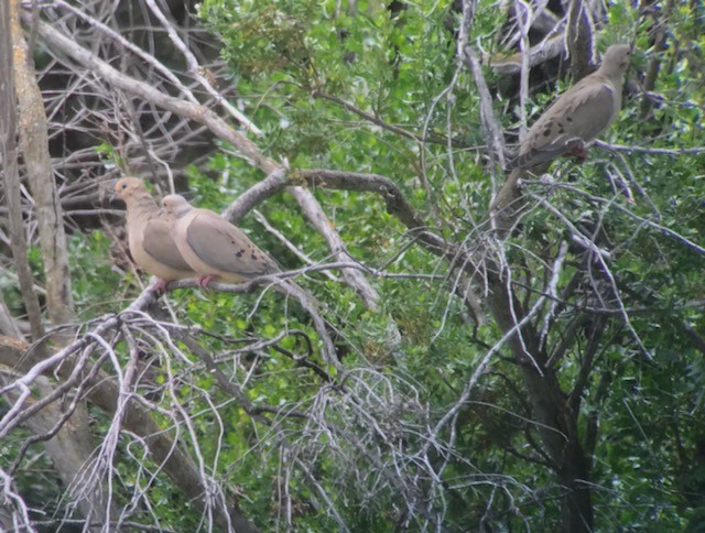 Mourning Dove - ML444660671