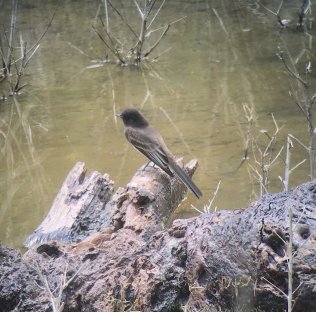 Black Phoebe - ML444660831