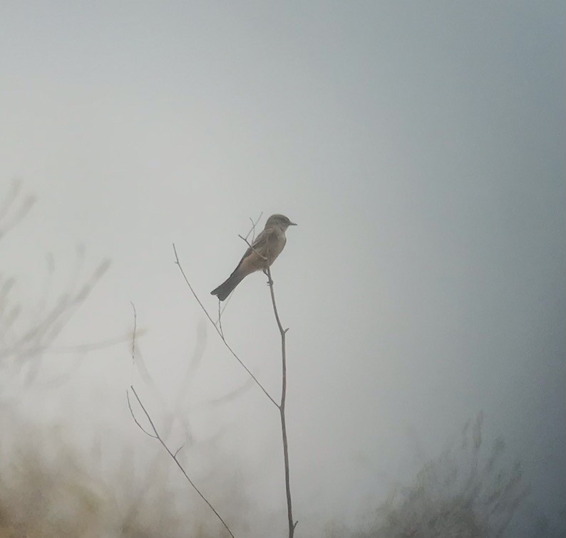 Say's Phoebe - ML444660851