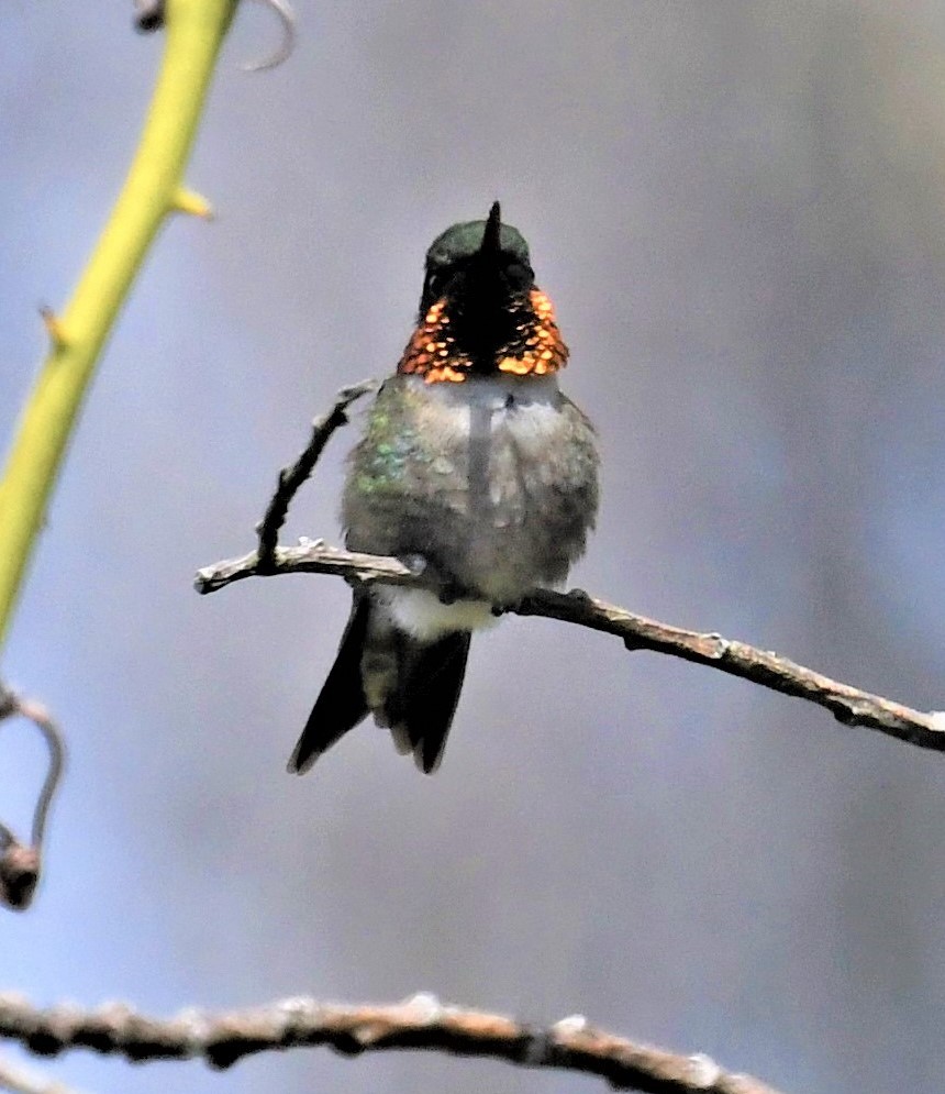 Ruby-throated Hummingbird - ML444661701