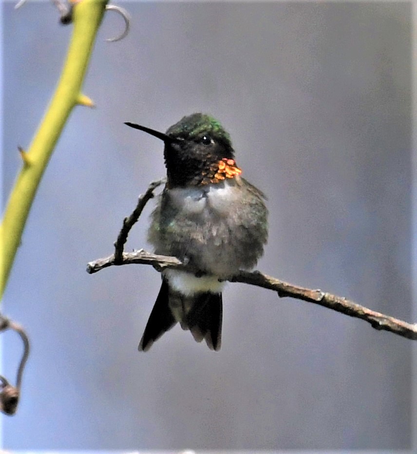 Ruby-throated Hummingbird - ML444661821