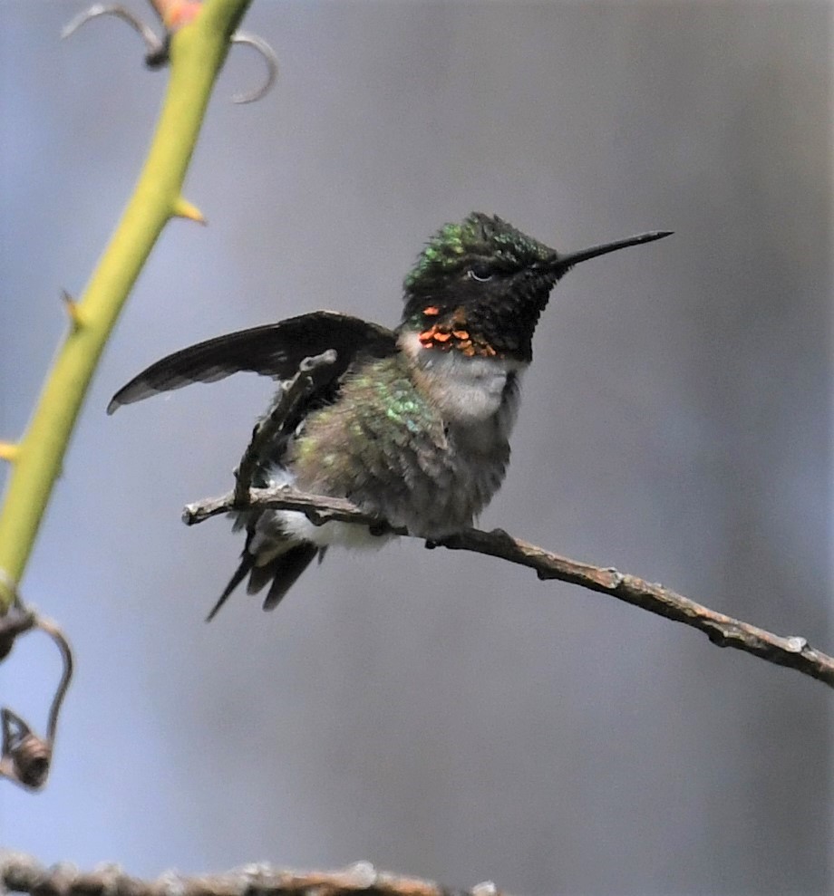 Ruby-throated Hummingbird - ML444661891