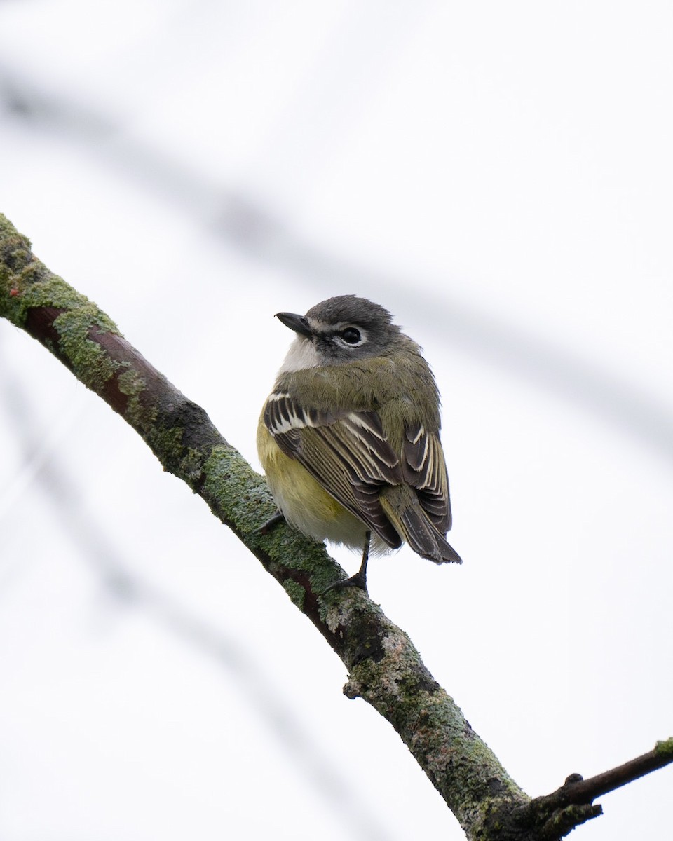 zelenáček brýlový - ML444664061