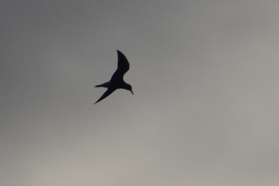 Black Tern - ML444664171