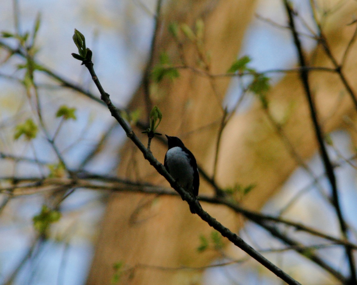 Black-throated Blue Warbler - Pete Shen