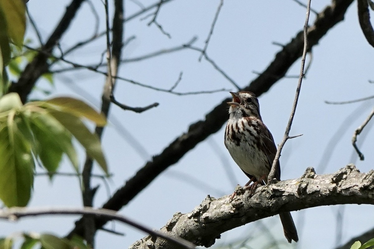 Song Sparrow - ML444666721
