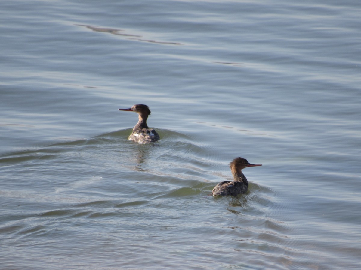 Red-breasted Merganser - Nick Ramsey