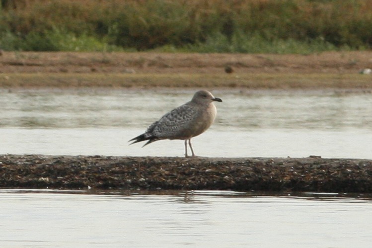 Iceland Gull (Thayer's) - ML44466711
