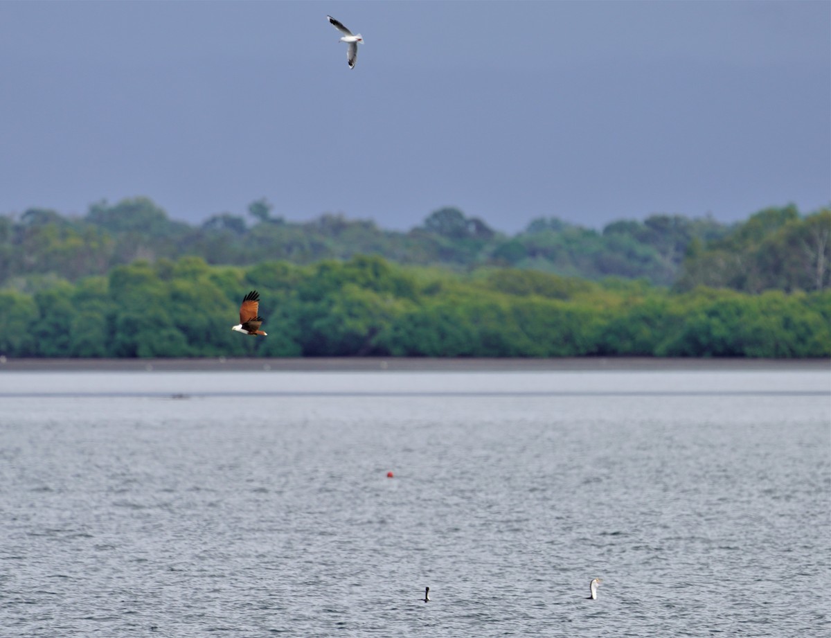 Little Pied Cormorant - ML444667821