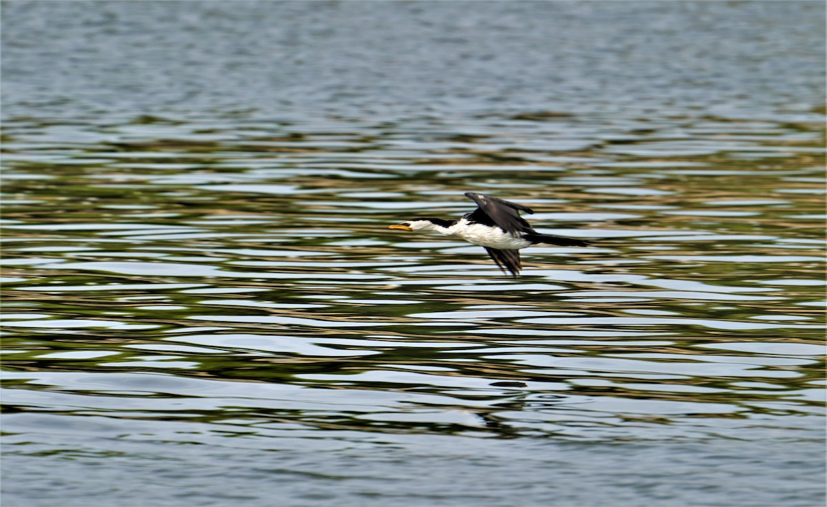 Little Pied Cormorant - ML444667911