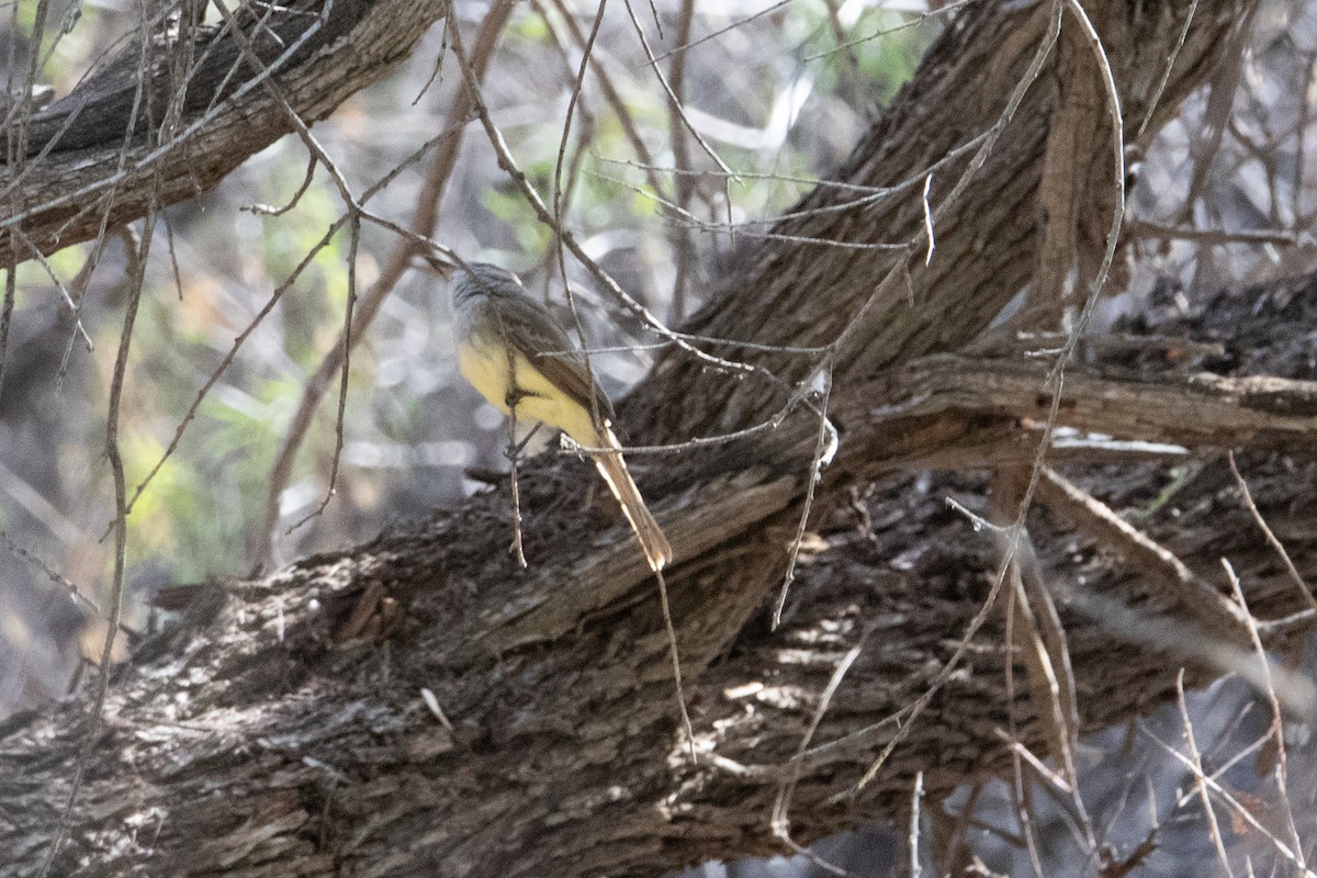 Dusky-capped Flycatcher - Terry Reid