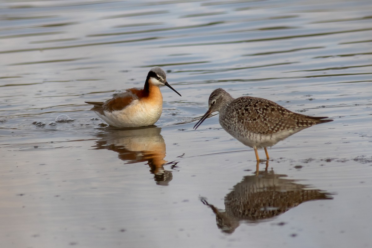 Wilson's Phalarope - ML444669151