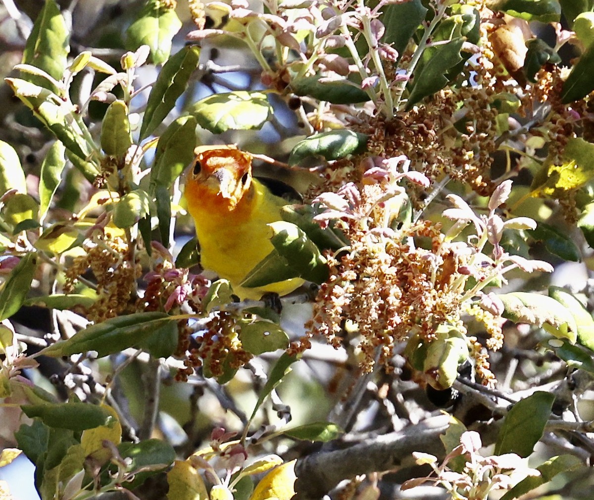 Western Tanager - ML444669221