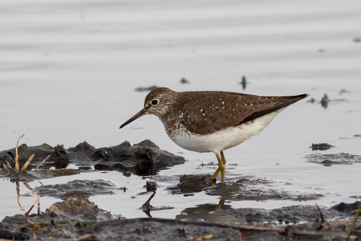 Solitary Sandpiper - ML444669231