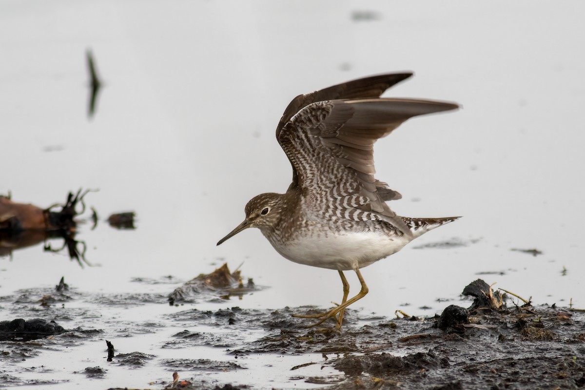 Solitary Sandpiper - ML444669241