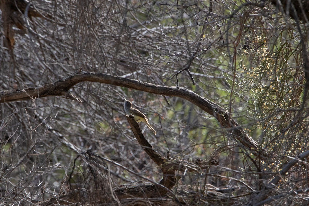 Dusky-capped Flycatcher - Terry Reid