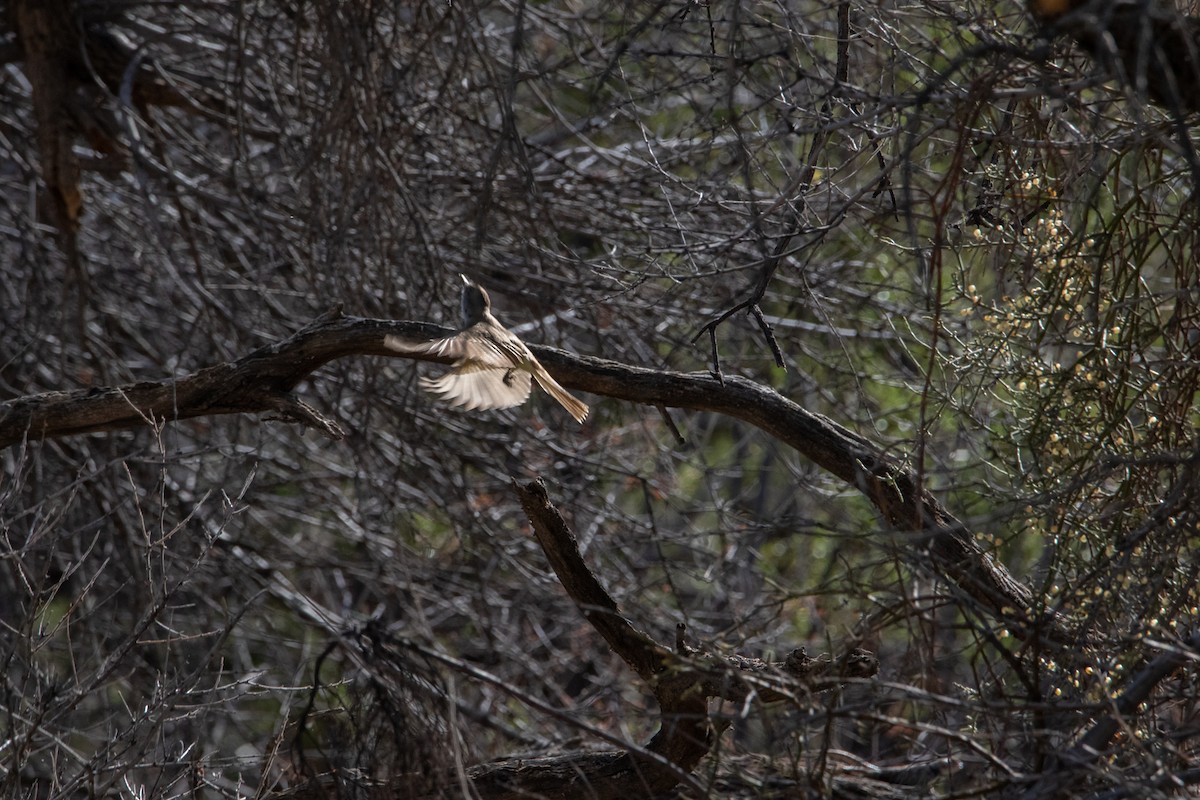 Dusky-capped Flycatcher - ML444669401