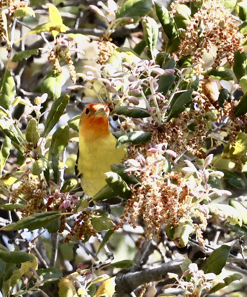 Western Tanager - ML444669561