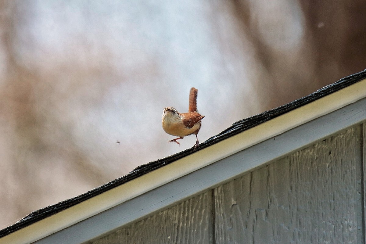 Carolina Wren - J P Hannafee