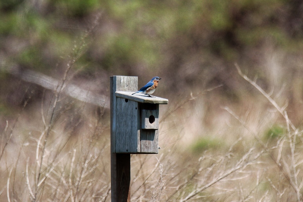 Eastern Bluebird - ML444669851