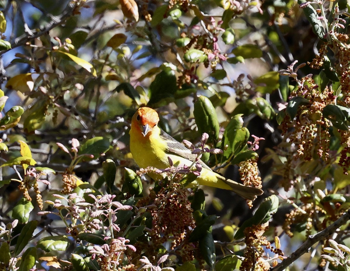 Western Tanager - ML444669981