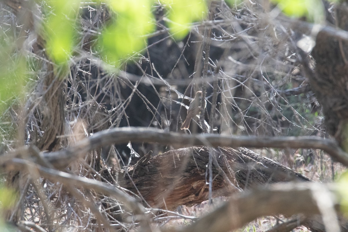 Dusky-capped Flycatcher - ML444670141